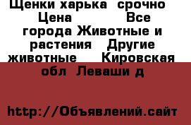 Щенки харька! срочно. › Цена ­ 5 000 - Все города Животные и растения » Другие животные   . Кировская обл.,Леваши д.